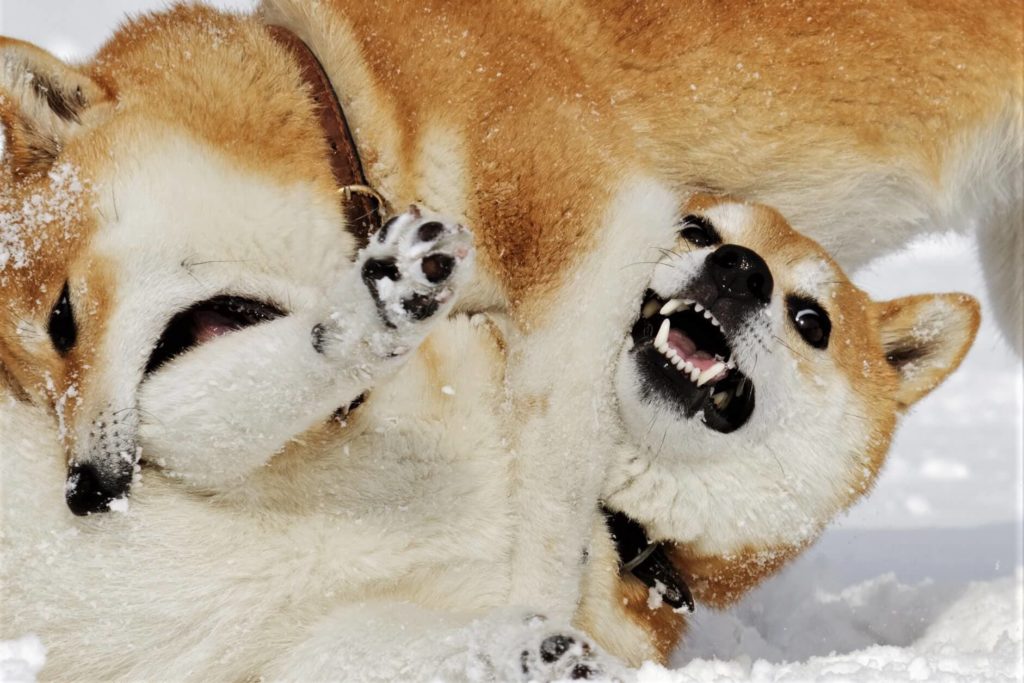 Continua la sfida tra Shiba Inu e Dogecoin