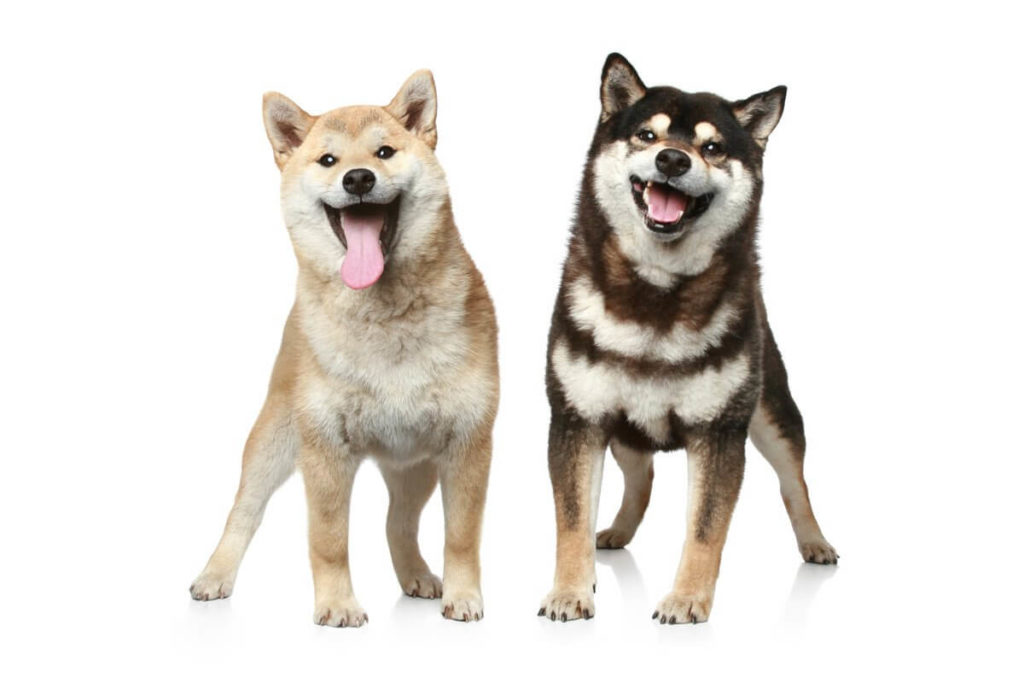 Shiba Inu vs. Dogecoin per il titolo di miglior moneta meme