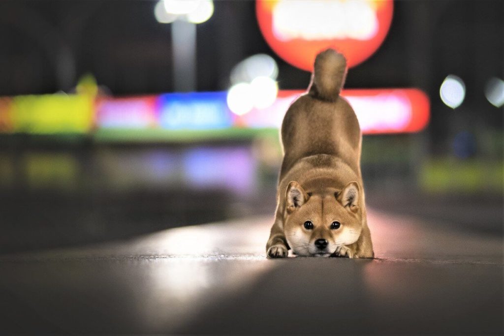 Nuovo massimo storico per SHIB, ora arriva il ribasso?