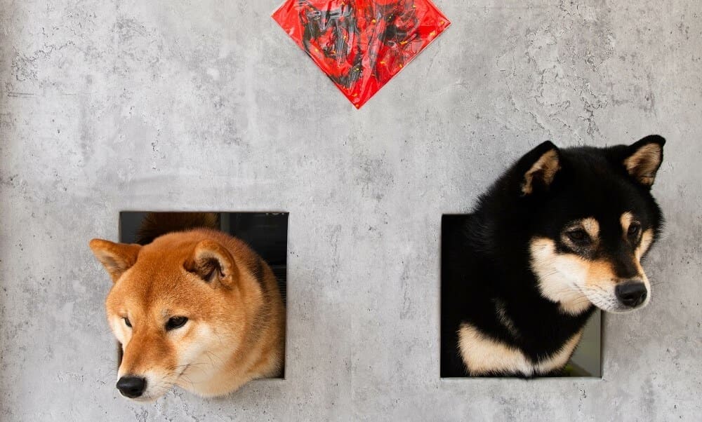 Shiba Inu e la nuova stablecoin, Dogecoin arriva a Las Vegas