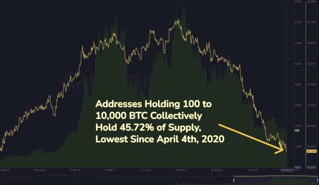 Le Partecipazioni delle Balene in Bitcoin Crollano al Minimo di 29 mesi: BTC ha Toccato il Bottom?