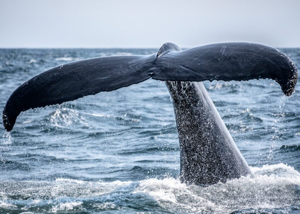 Il risveglio della whale: Si riattiva un vecchio conto da 60.700.000$ in BTC