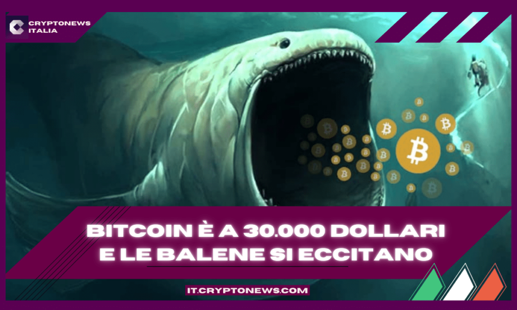 Le transazioni delle balene Bitcoin aumentano mentre il prezzo di BTC supera i 30.000 dollari