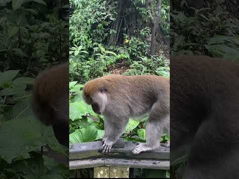 Le Scimmie di Bali: l’avventura nella foresta di Ubud!” 🌴🐒#Bali #Ubud #scimmie  #esplorazione