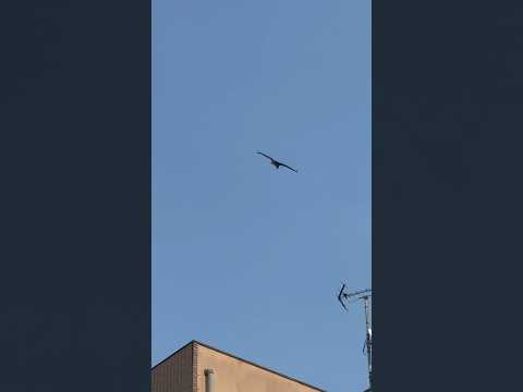 Lo spirito del Giappone ci osserva. Un falco premonitore. #giappone ￼