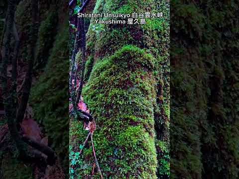 La foresta della Principessa Mononoke #giappone