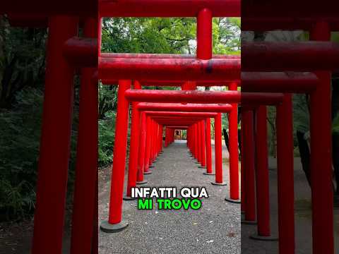 Non si trova solo a Kyoto ⛩️ #giappone
