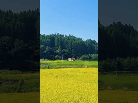 Persi nella Bellezza #giappone #viaggioingiappone #viaggiare