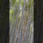 Arashiyama. La bambù forest più famosa del Giappone #giappone #viaggioingiappone