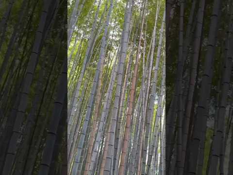 Arashiyama. La bambù forest più famosa del Giappone #giappone #viaggioingiappone