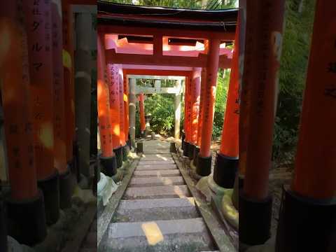 Fushimi Inari Taisha. Lontano dalla Folla #giappone #viaggioingiappone #travel