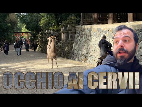 Loro sono pericolosi? 🦌  Kasuga Taisha e Todaiji, Nara