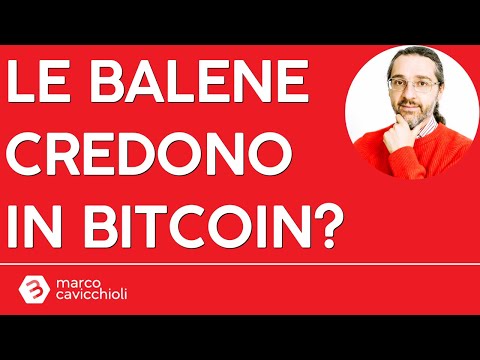 Le balene credono in Bitcoin, o lo scaricheranno?