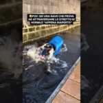 😂SITUAZIONE ATTUALE SULLO STRETTO DI HORMUZ #meme #crypto #bitcoin