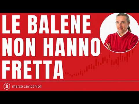 Le balene non hanno fretta (ma noi purtroppo sì)